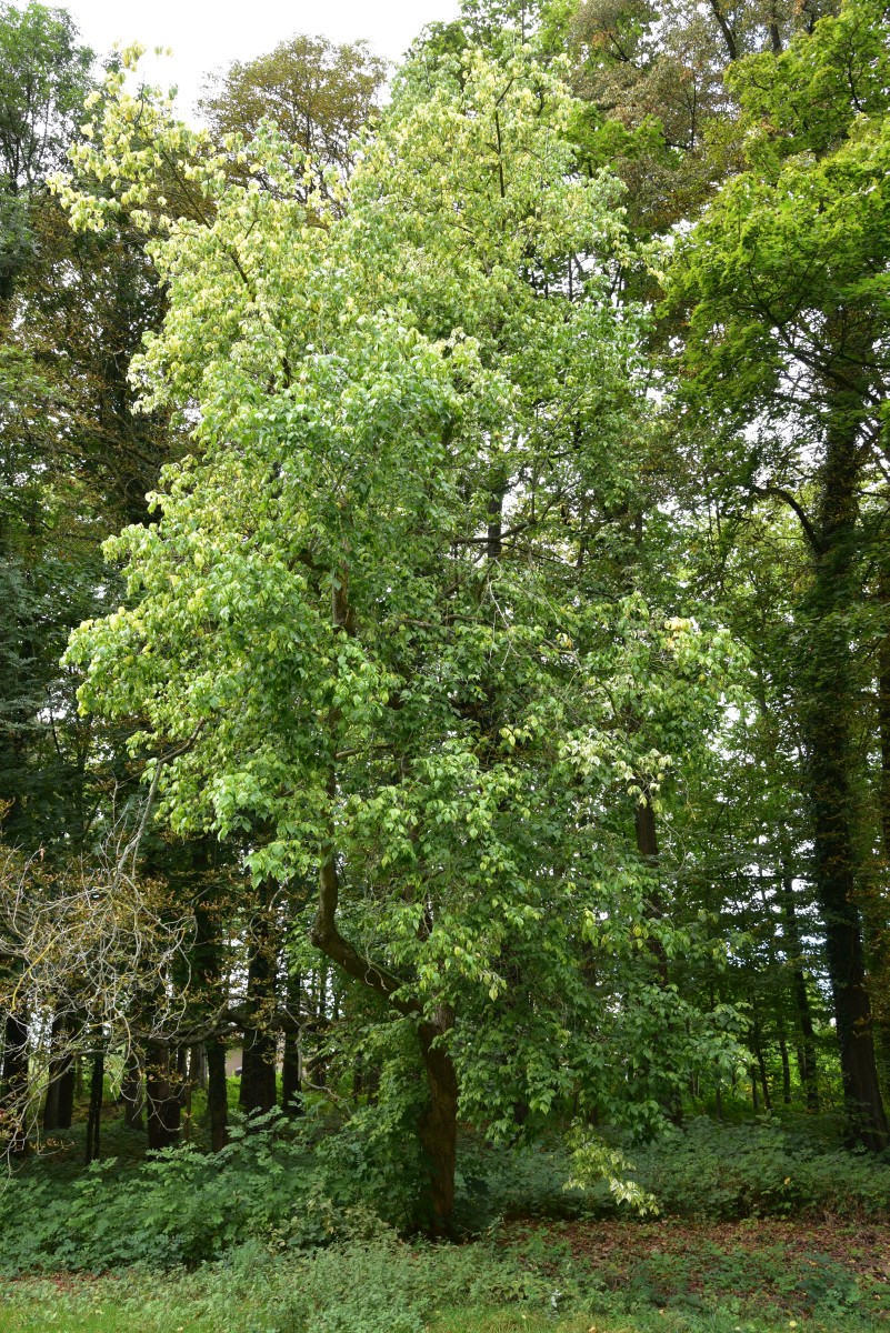 Acer negundo 'Variegatum' - Löbichau - Oktober 2016