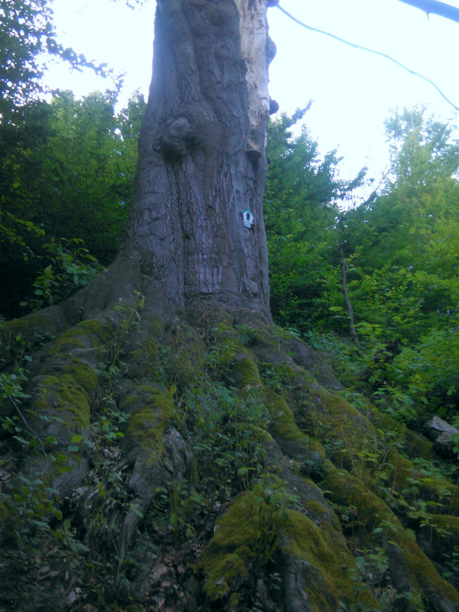 Fagus sylvatica - Ballenstedt - August 2016