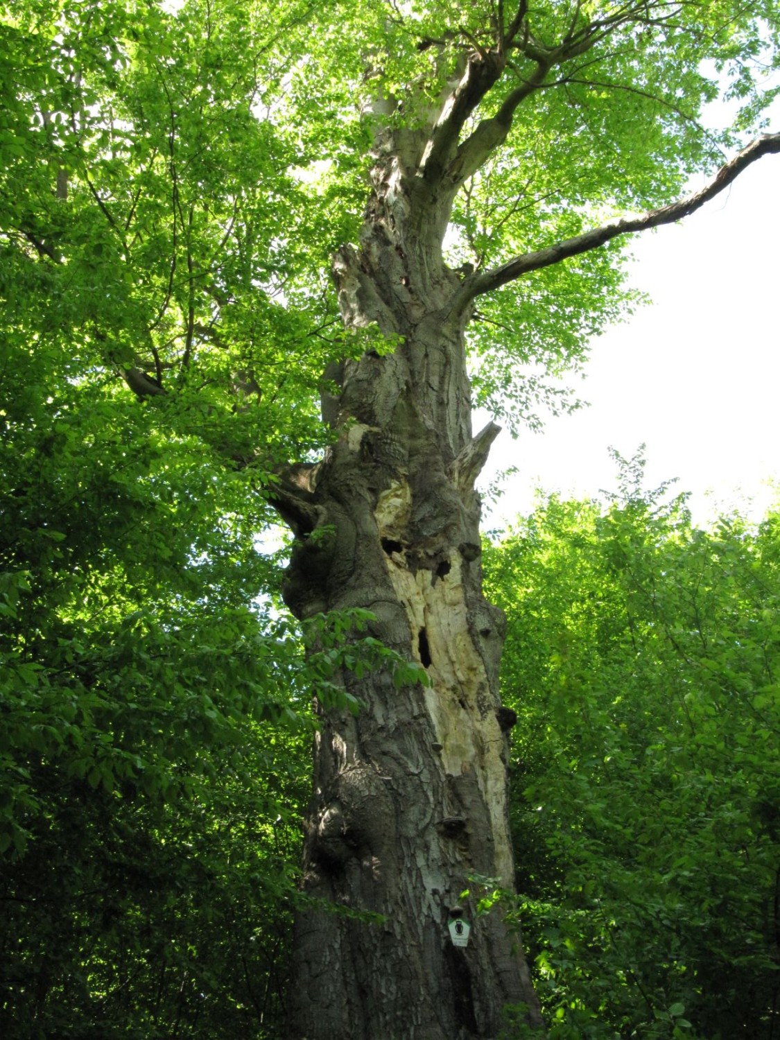 Fagus sylvatica - Ballenstedt -Mai 2021