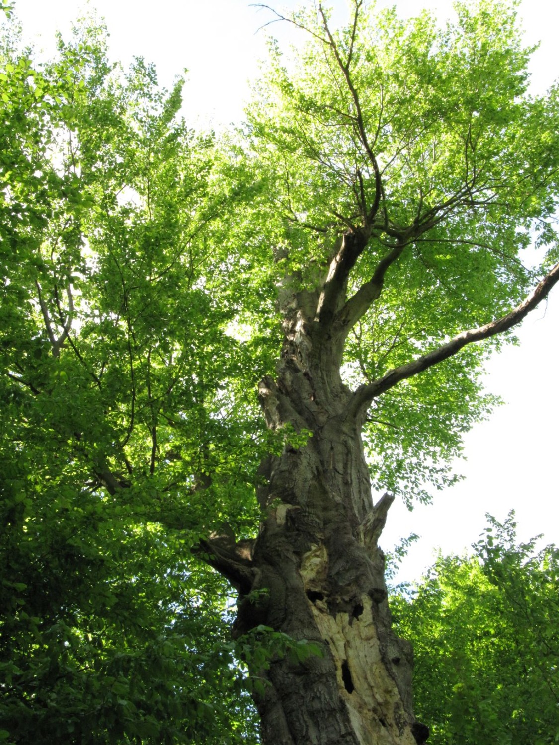 Fagus sylvatica - Ballenstedt -Mai 2021