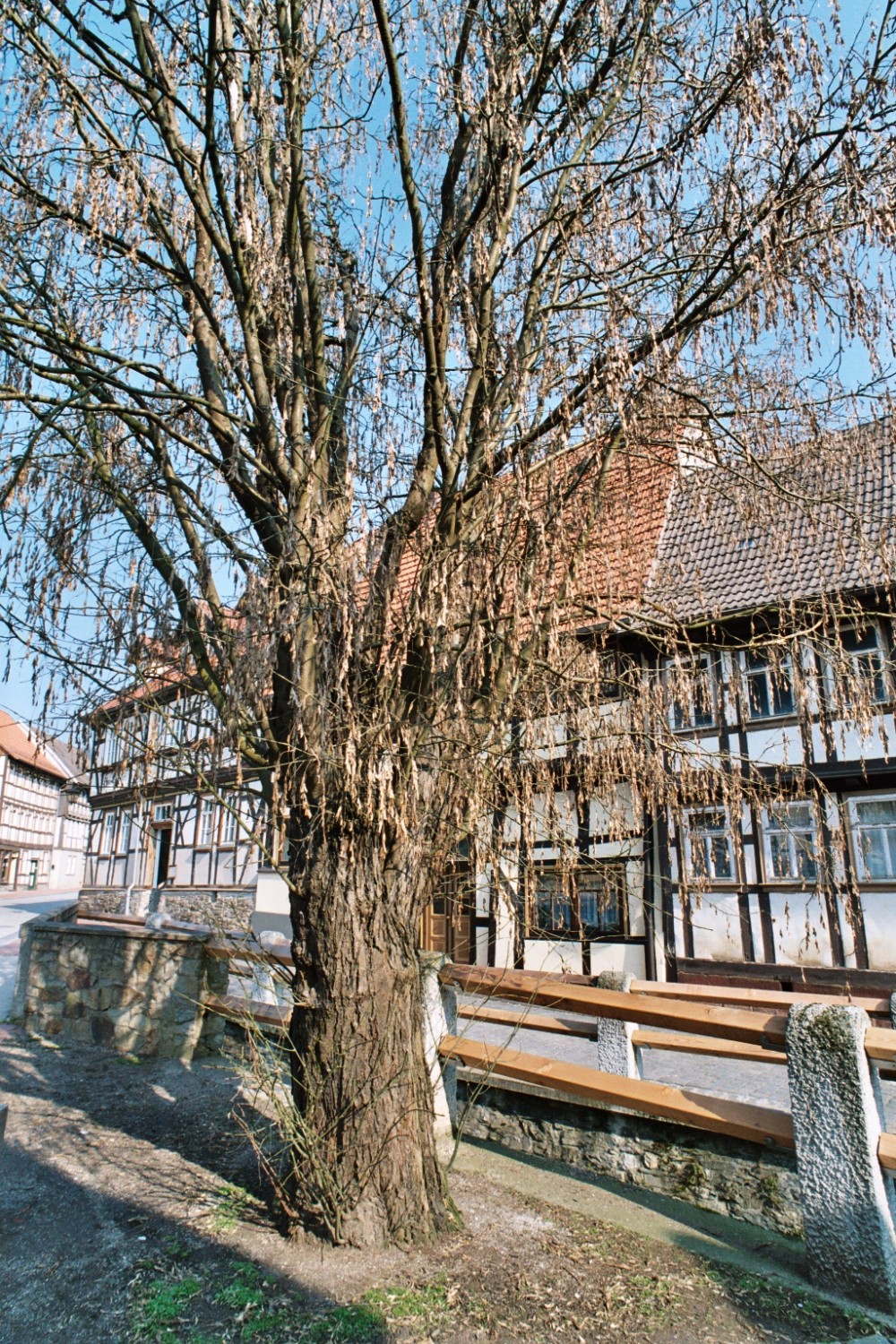 Laburnum anagyroides - Stolberg - 2004