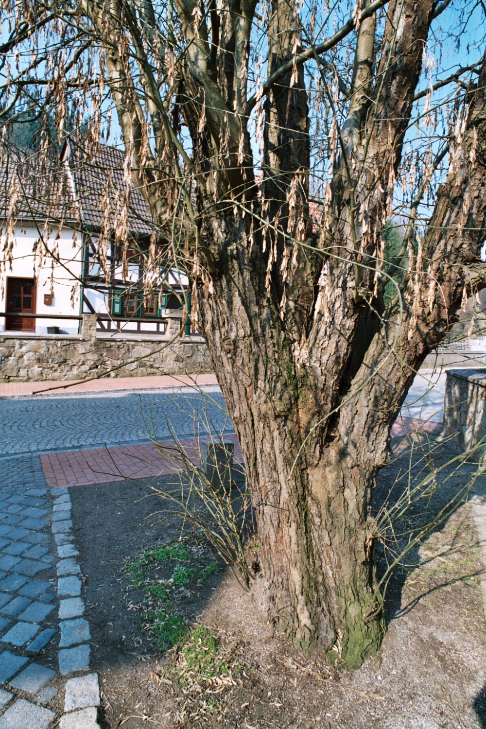 Laburnum anagyroides - Stolberg - 2004