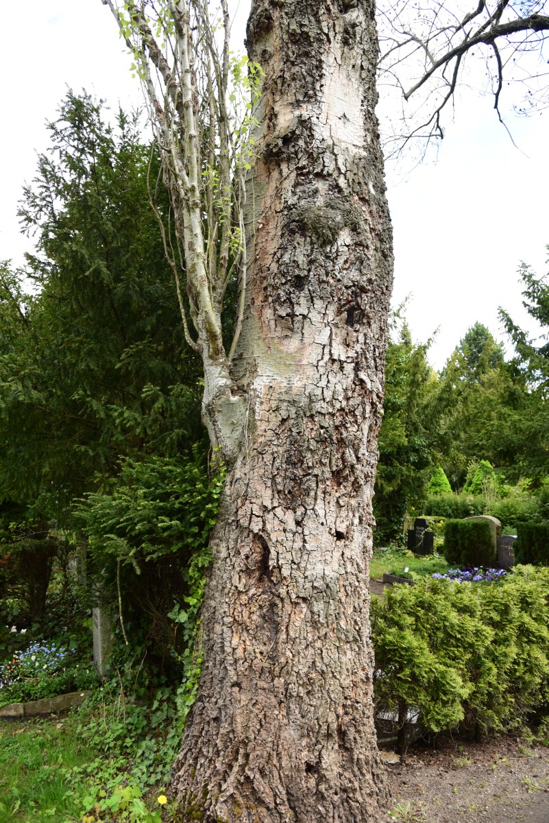 Populus alba 'Pyramidalis' - Magdeburg Neustädtischer Friedhof - Mai 2015