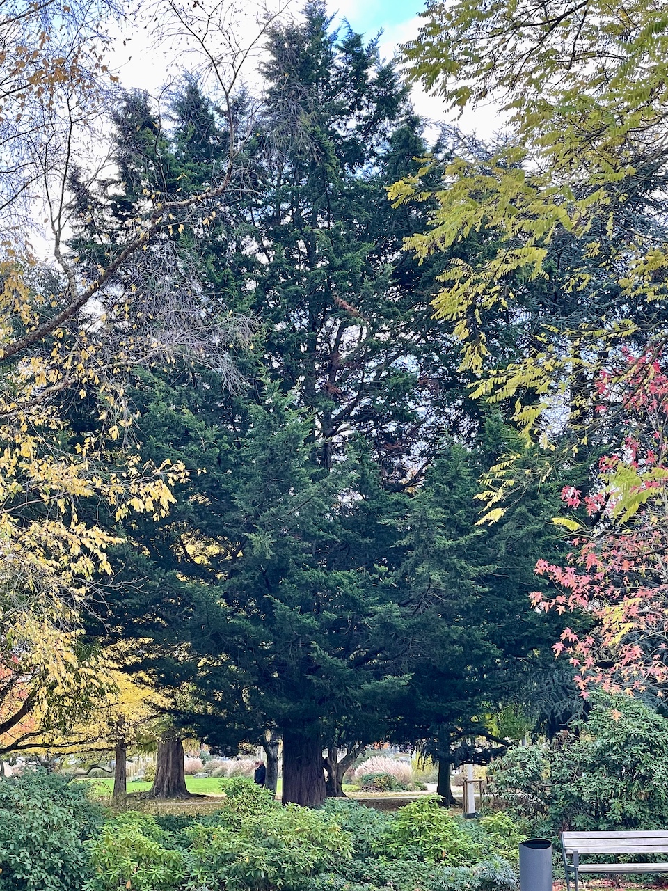 Cupressus × leylandii - Soest, Rosengarten - Oktober 2025