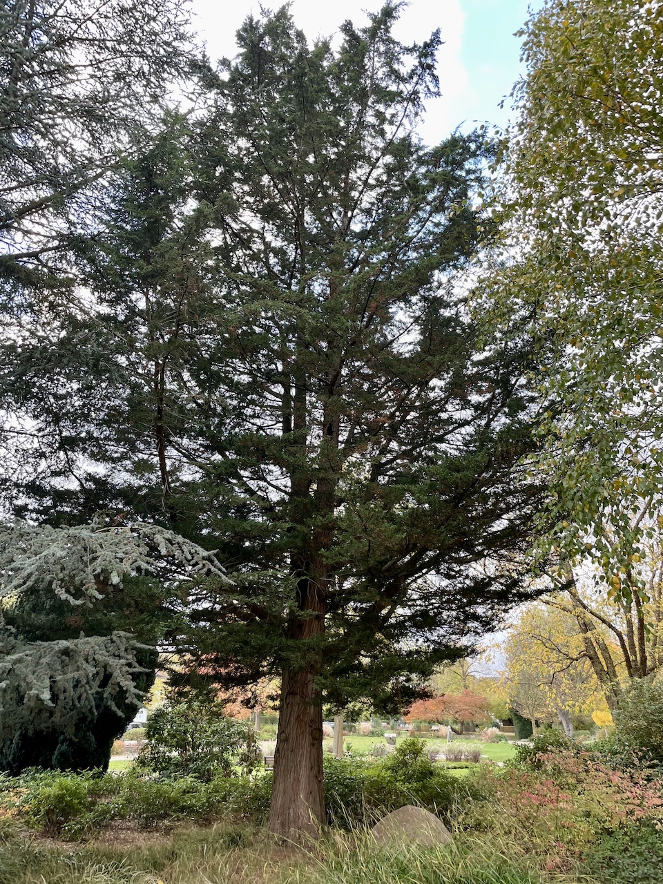 Cupressus × leylandii - Soest, Rosengarten - Oktober 2025