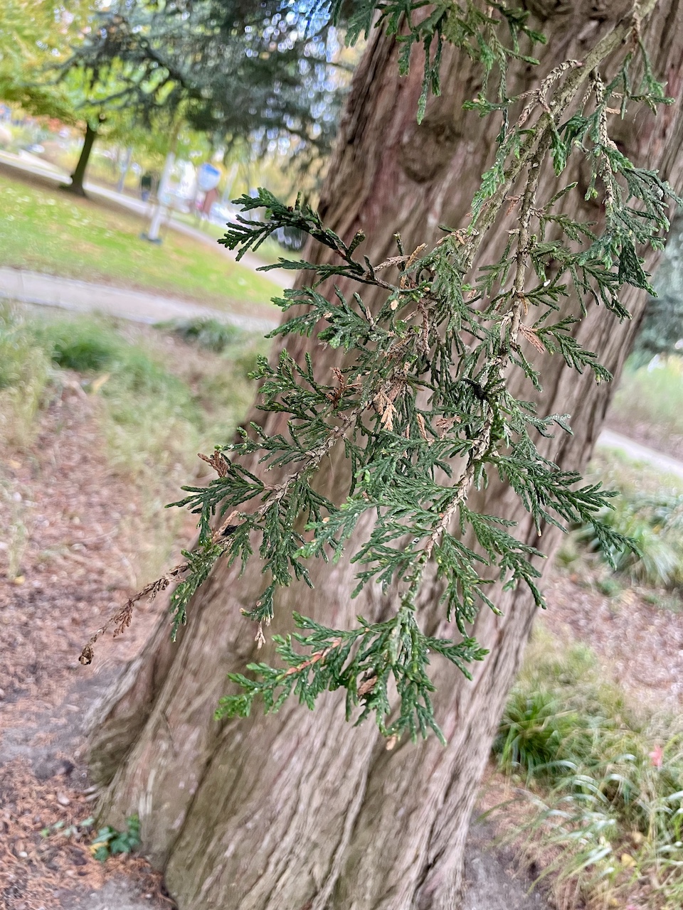 Cupressus × leylandii - Soest, Rosengarten - Oktober 2025