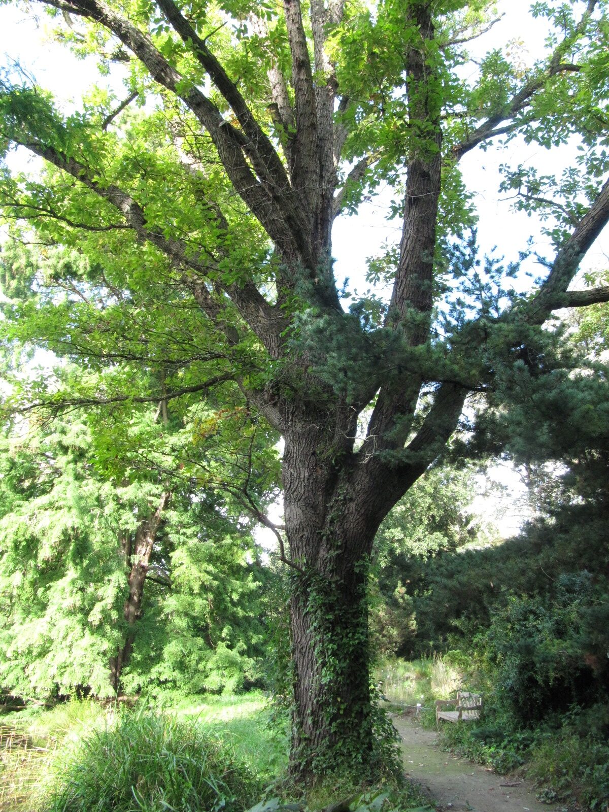 Quercus montana - Flora Köln - Sept. 2023