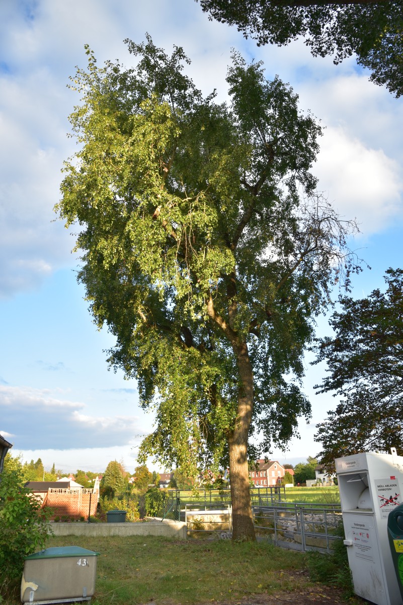 Populus simonii - Nürnberg-Ziegelstein - Mai 2021