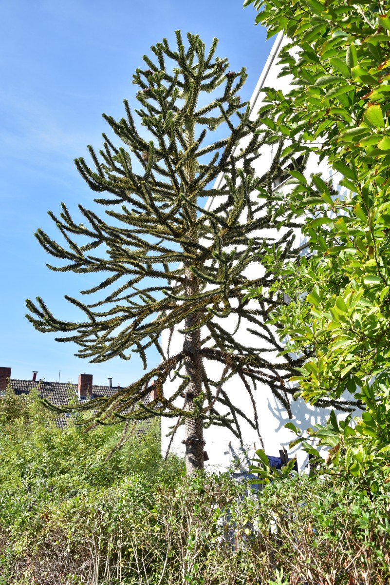 Araucaria araucana - Nürnberg -