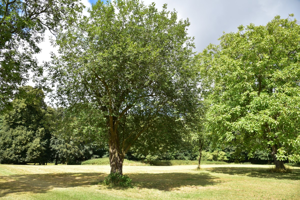 Salix caprea - Vollrathsruhe -
