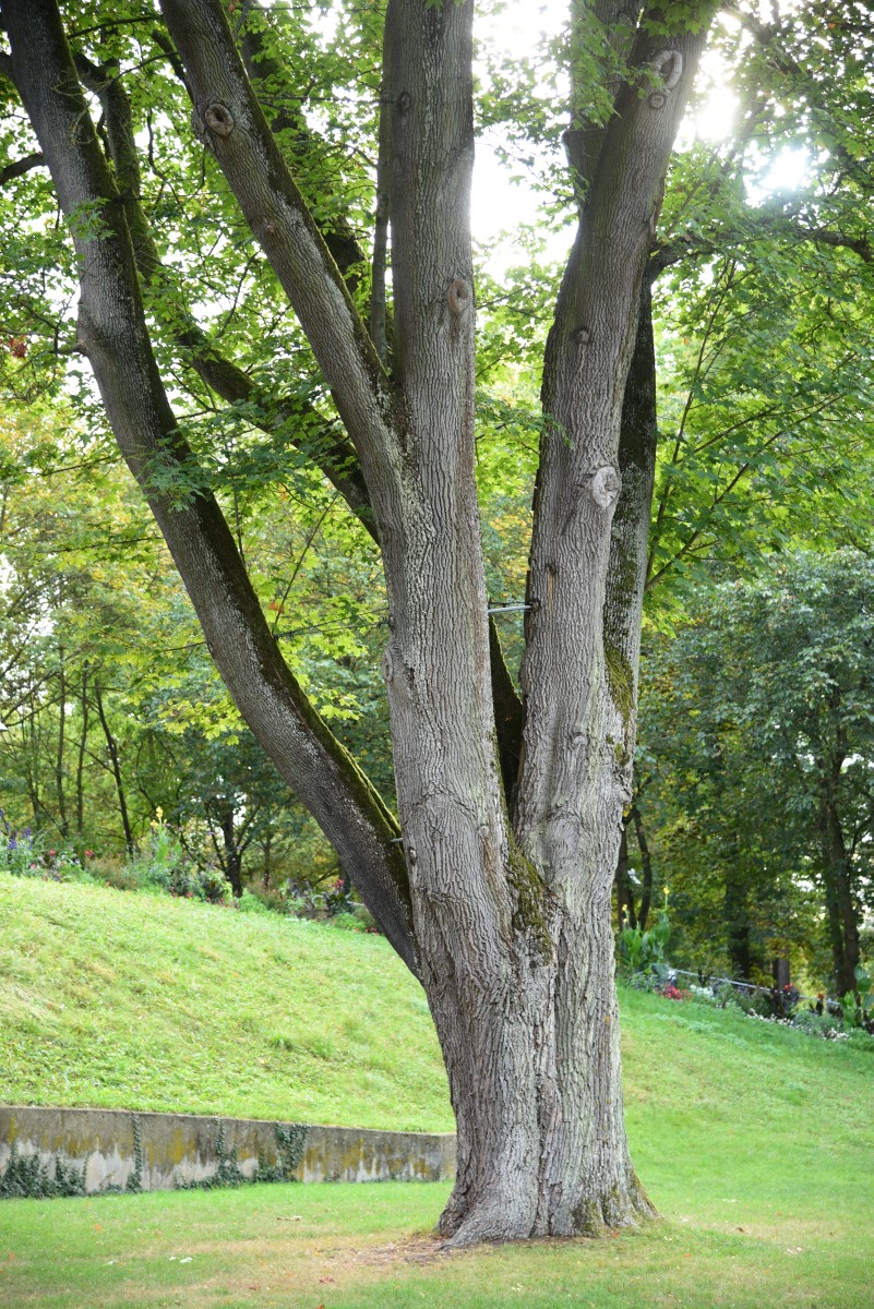 Acer platanoides - Bad Windsheim - Oktober 2016
