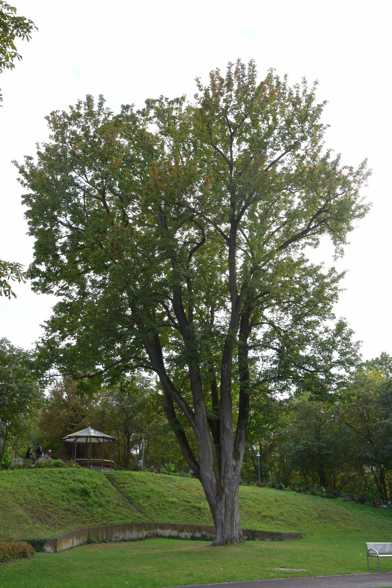 Acer platanoides - Bad Windsheim - Oktober 2016