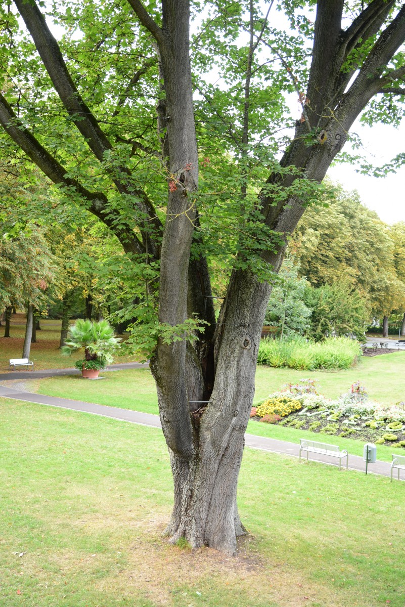 Acer platanoides - Bad Windsheim - Oktober 2016