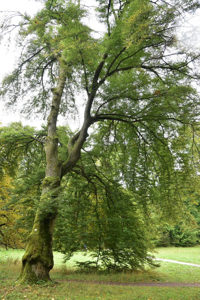 Fagus sylvatica 'Asplenifolia' - Regensburg - Oktober 2016