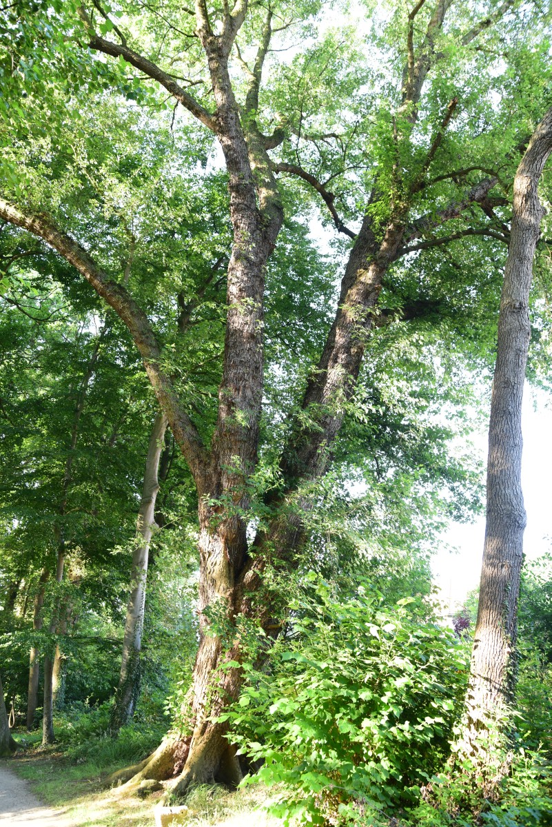 Acer saccharinum - Beetzendorf - Sommer 2015