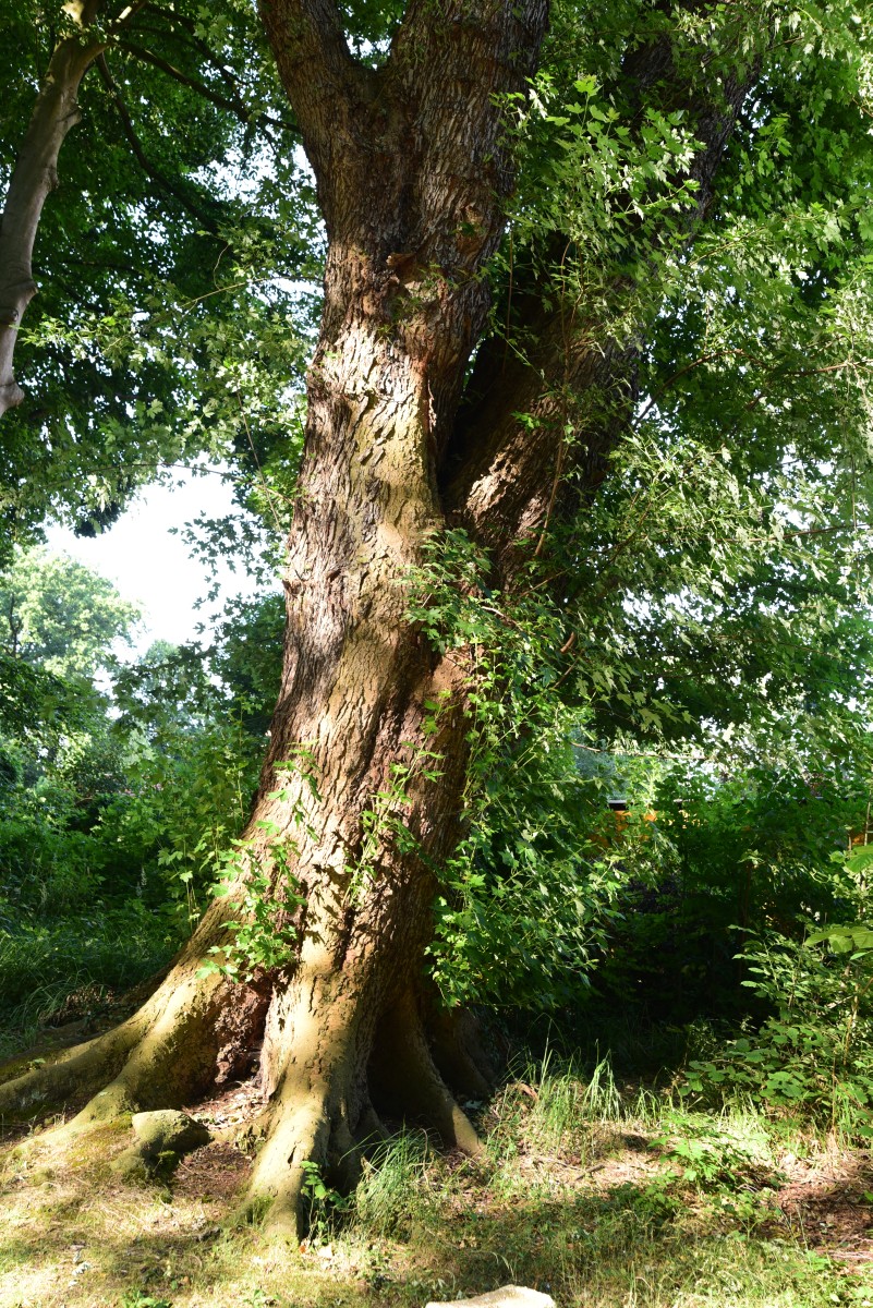 Acer saccharinum - Beetzendorf - Sommer 2015