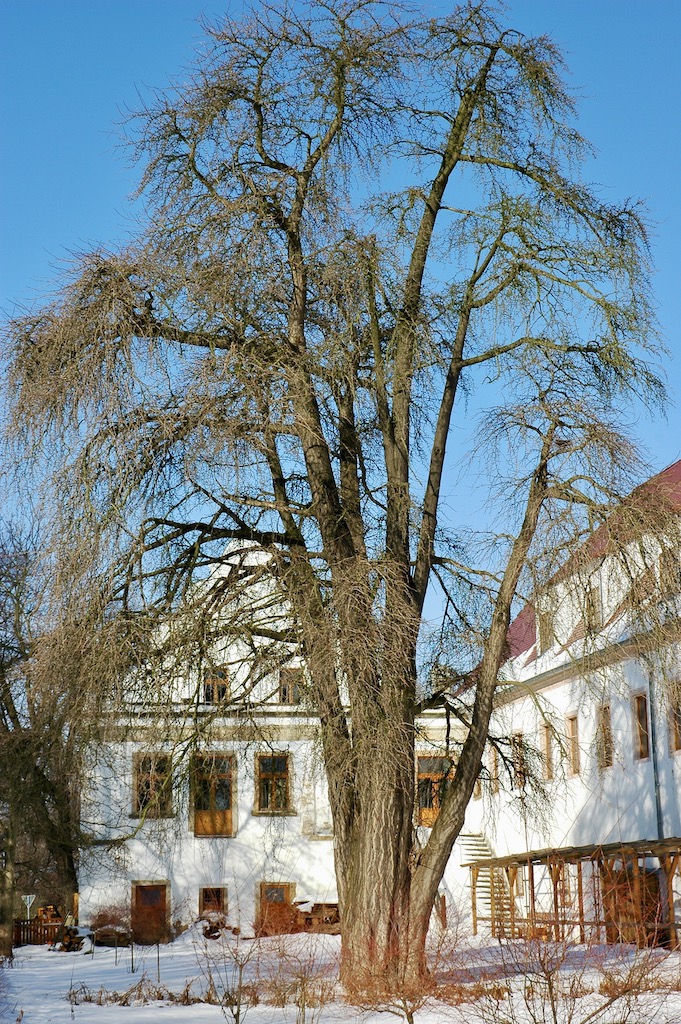 Ginkgo biloba - Dröschkau - 2010