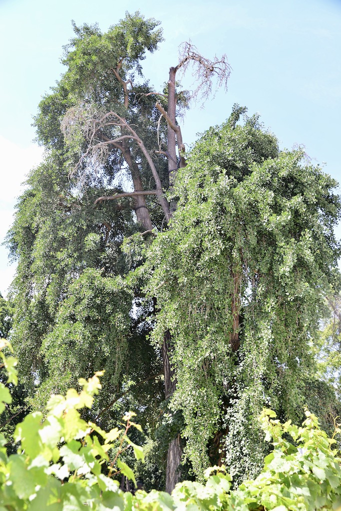 Ginkgo biloba - Dröschkau - 2022