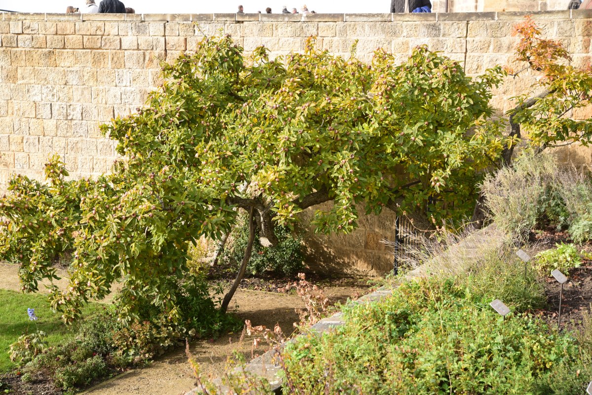 Mespilus germanica - Quedlinburg - Herbst 2105