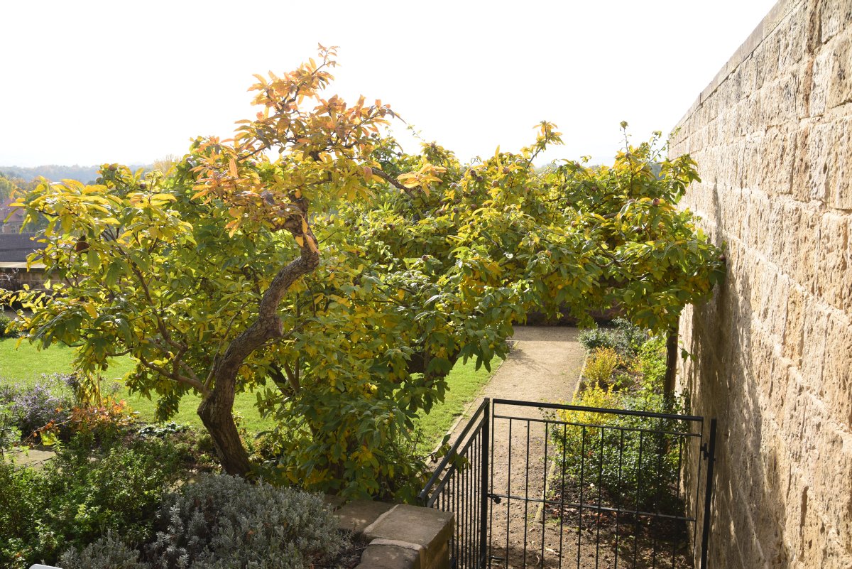 Mespilus germanica - Quedlinburg - Herbst 2105