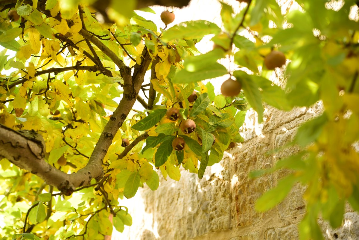 Mespilus germanica - Quedlinburg - Herbst 2105