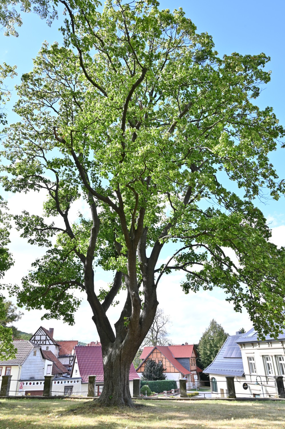 Acer platanoides - Gernrode, Kirchhof St. Cyriakius - September 2025