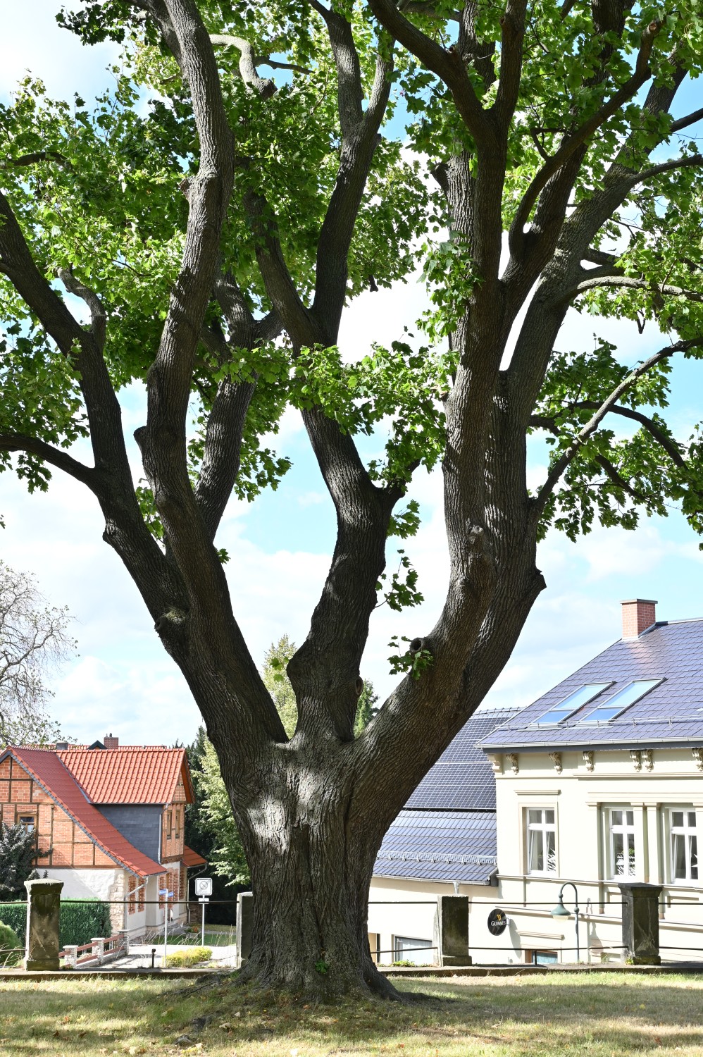 Acer platanoides - Gernrode, Kirchhof St. Cyriakius - September 2025
