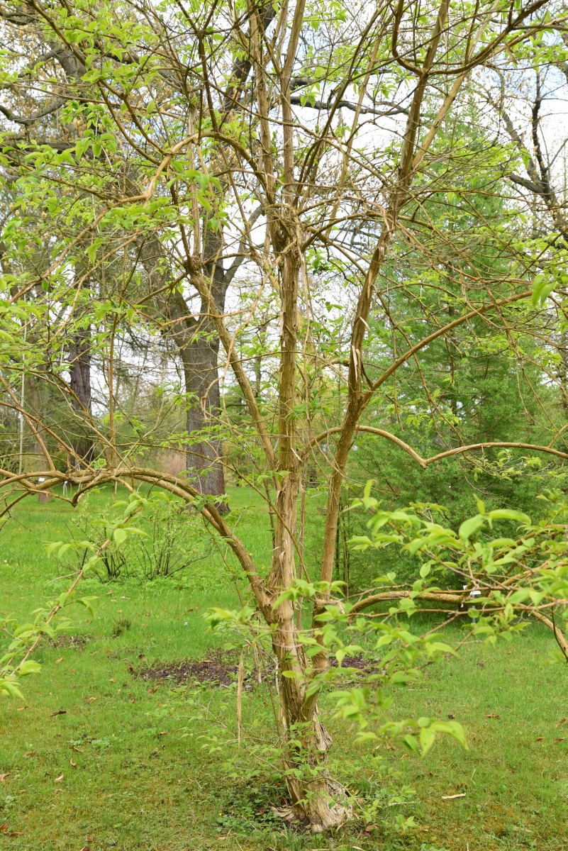 Heptacodium miconioides - Berlin Späth Arboretum - April 2014