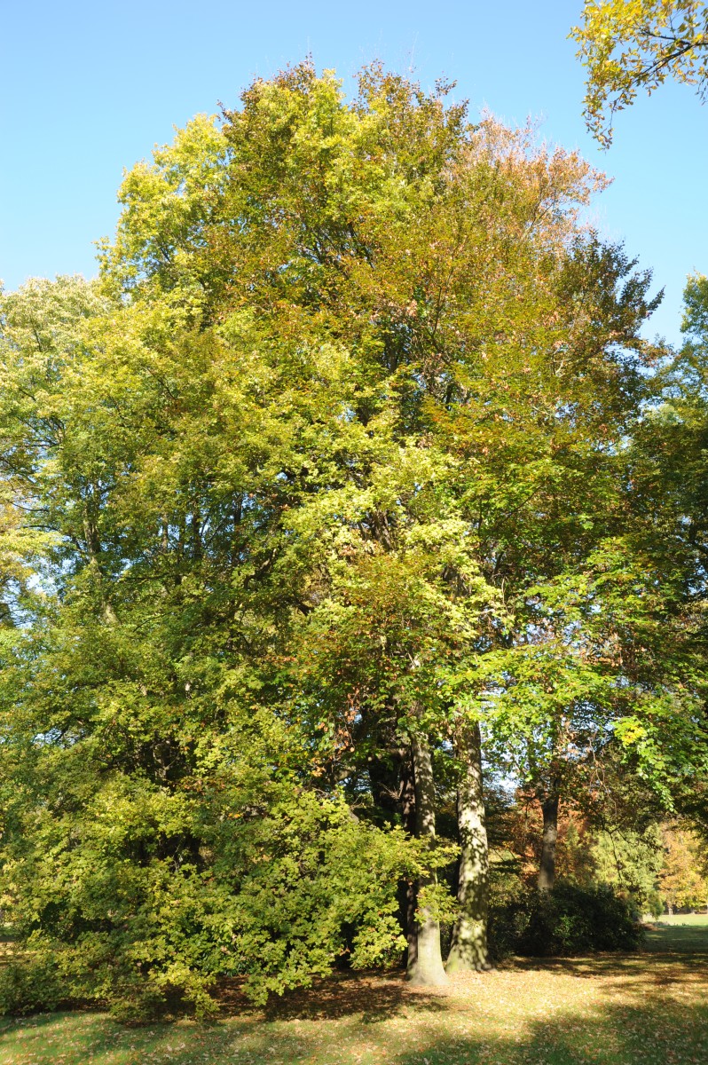 Quercus robur Concordia - Reuthen - August 2016