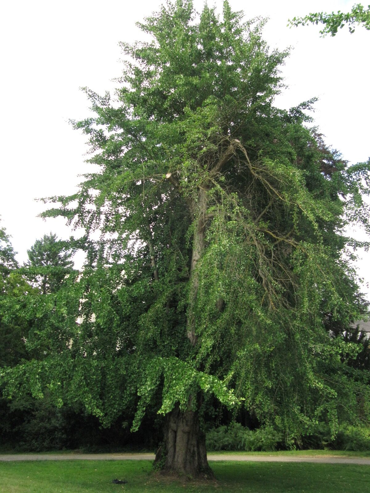 Ginkgo biloba - Bad Hennef - Juni 2023