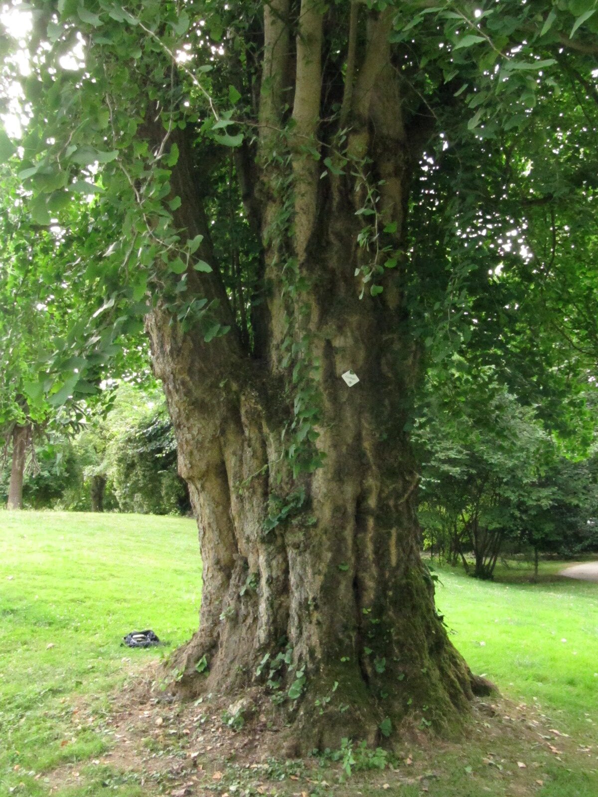 Ginkgo biloba - Bad Hennef - Juni 2023