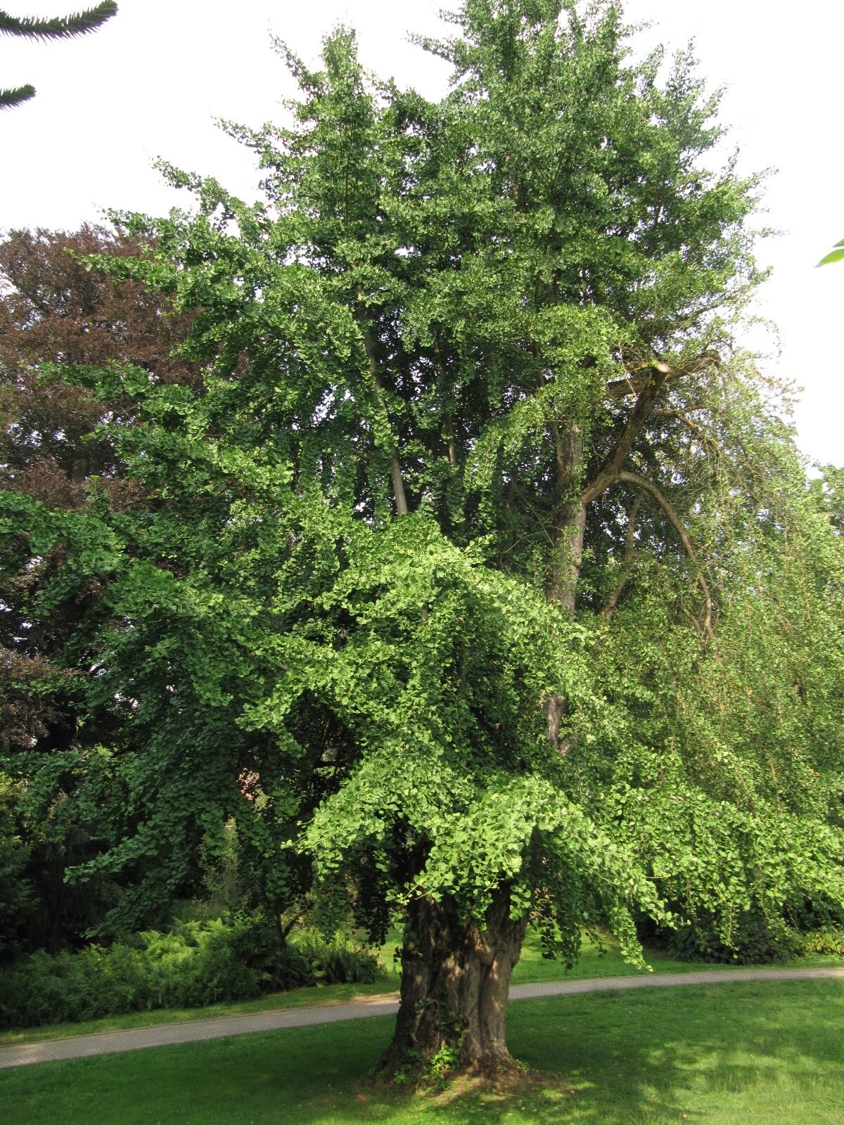 Ginkgo biloba - Bad Hennef - Juni 2023