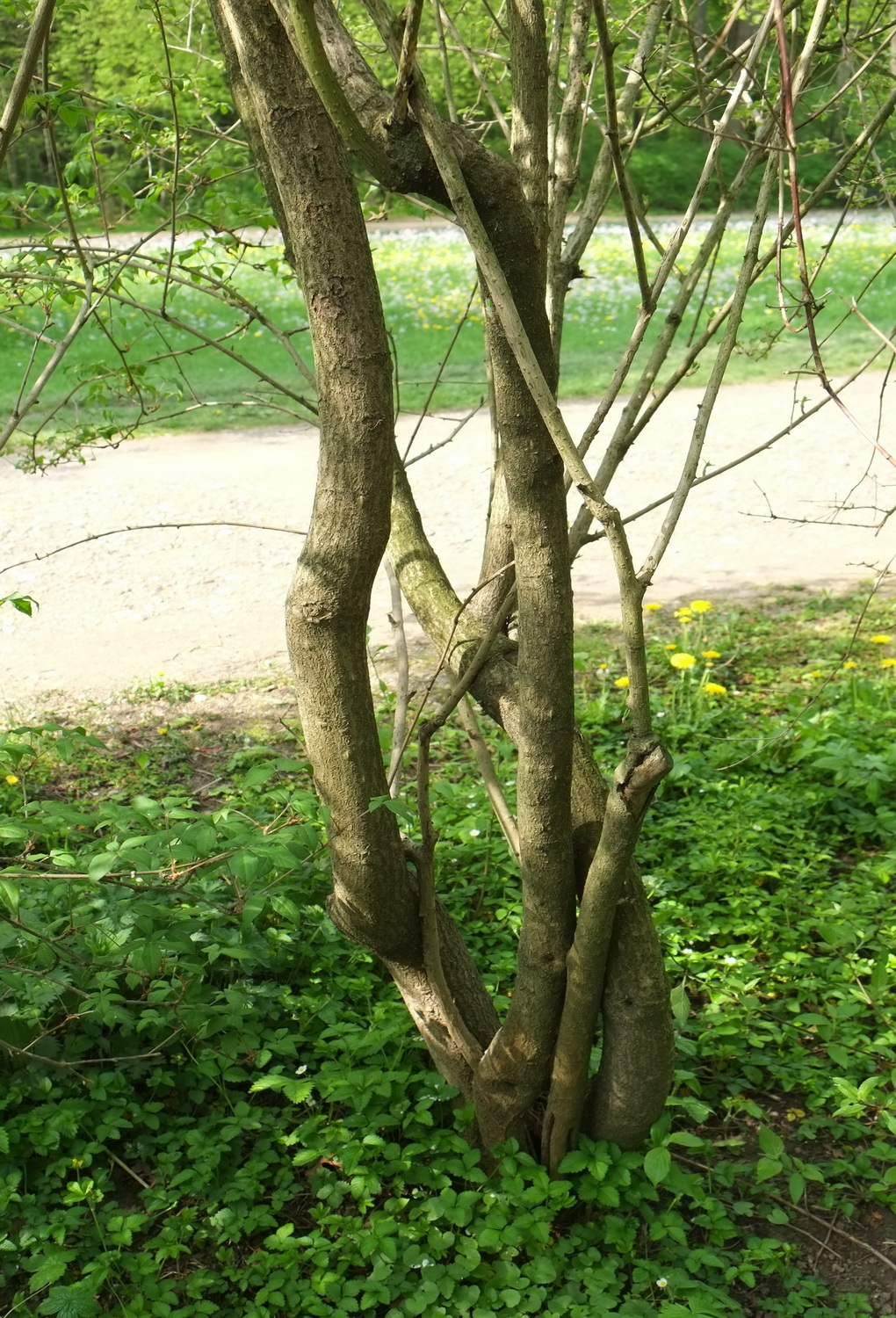 Eleutherococcus lasiogyne - Dresden Botanischer Garten - April 2014