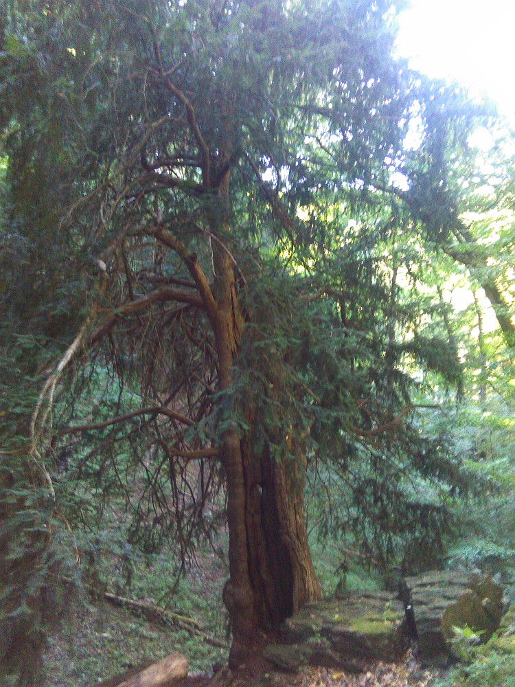 Taxus baccata - Bodetal - August 2016