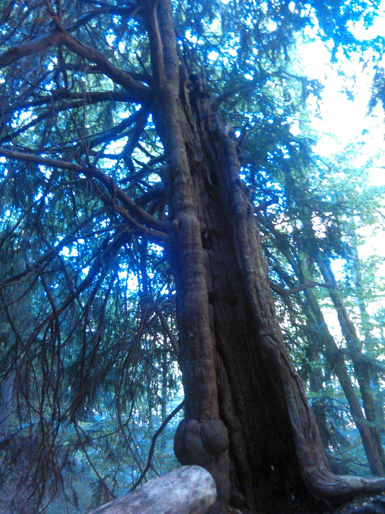 Taxus baccata - Bodetal - August 2016
