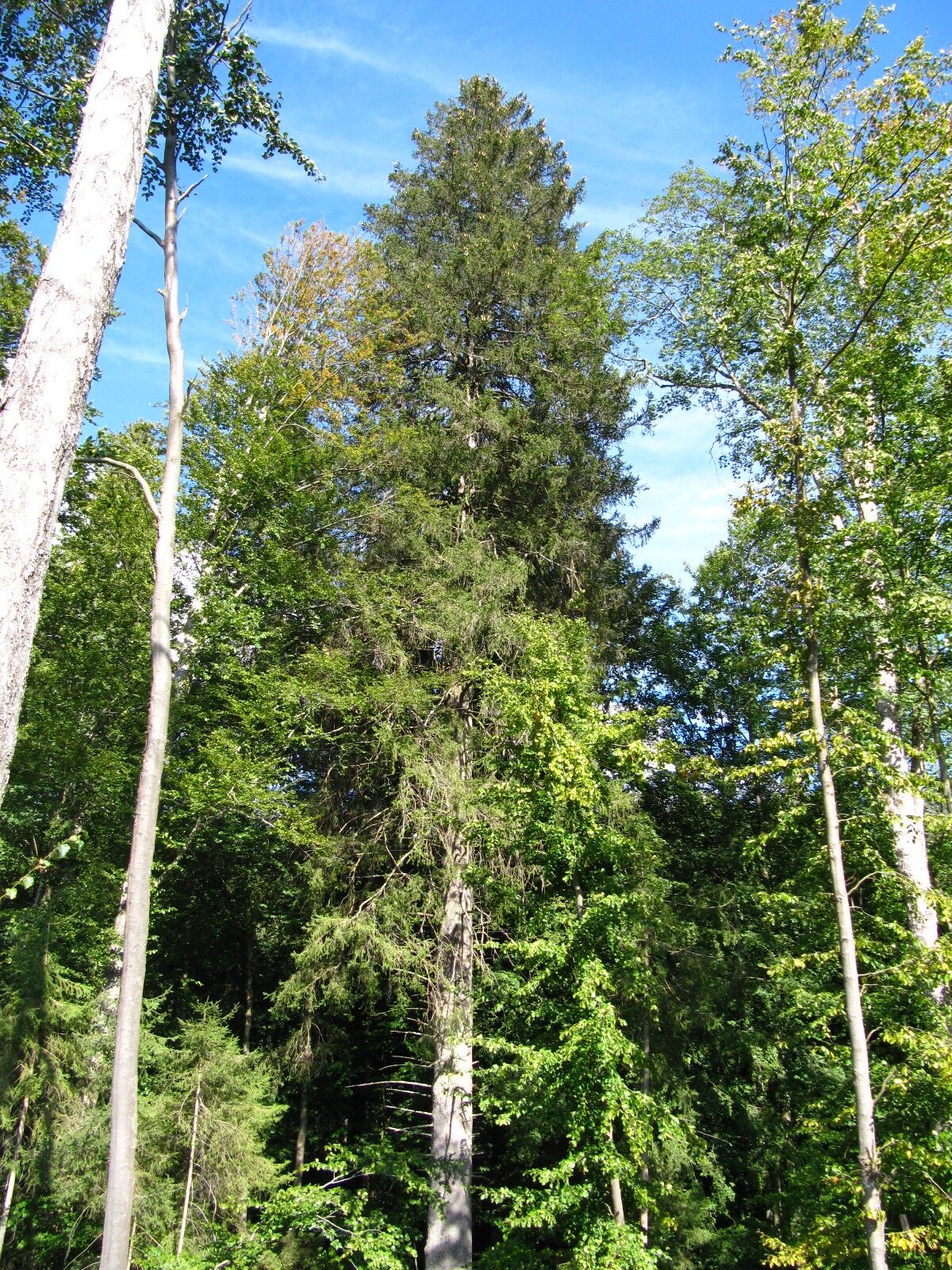 Picea abies - Elend - Sept. 2024
