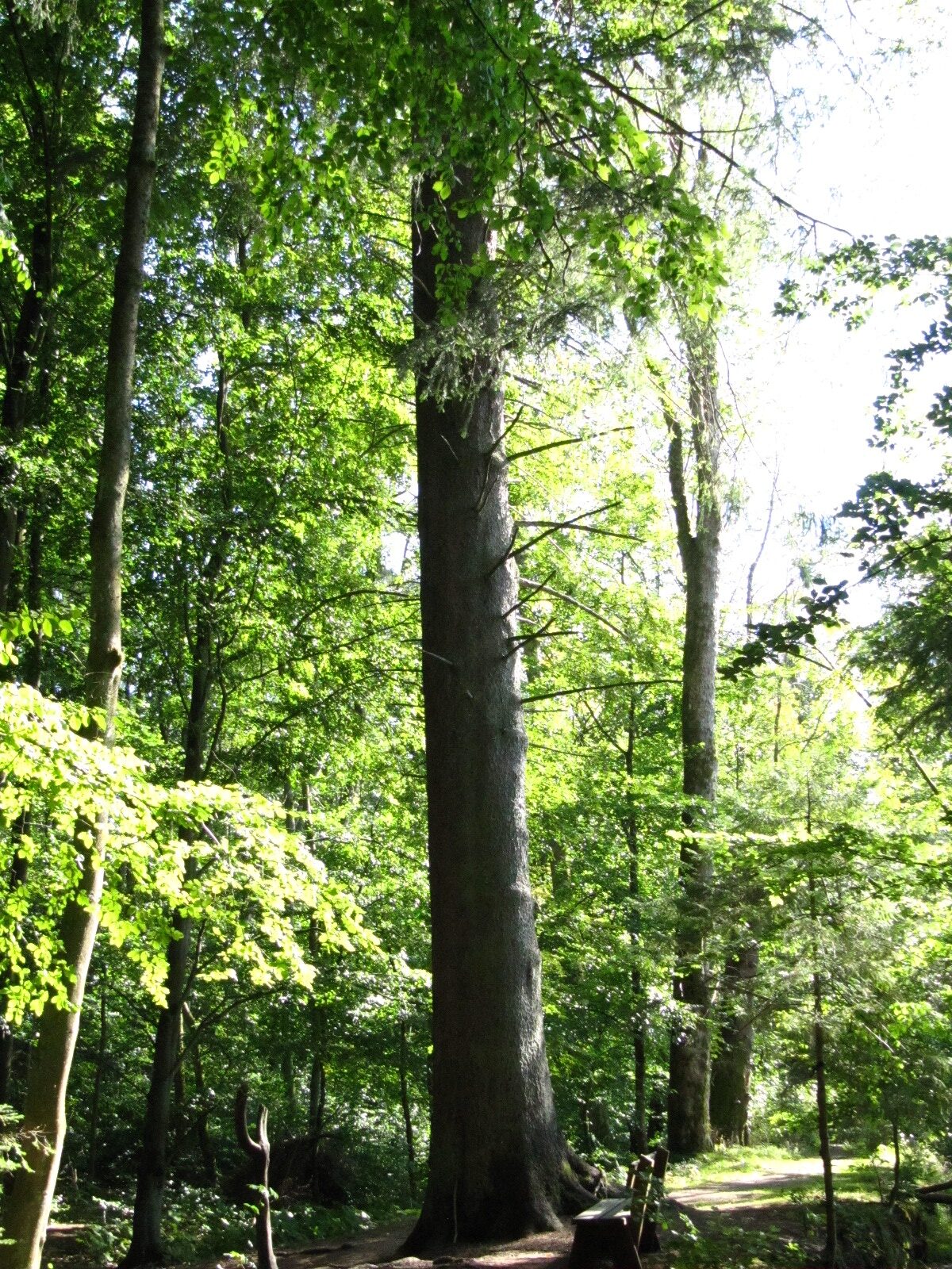 Picea abies - Elend - Sept. 2024