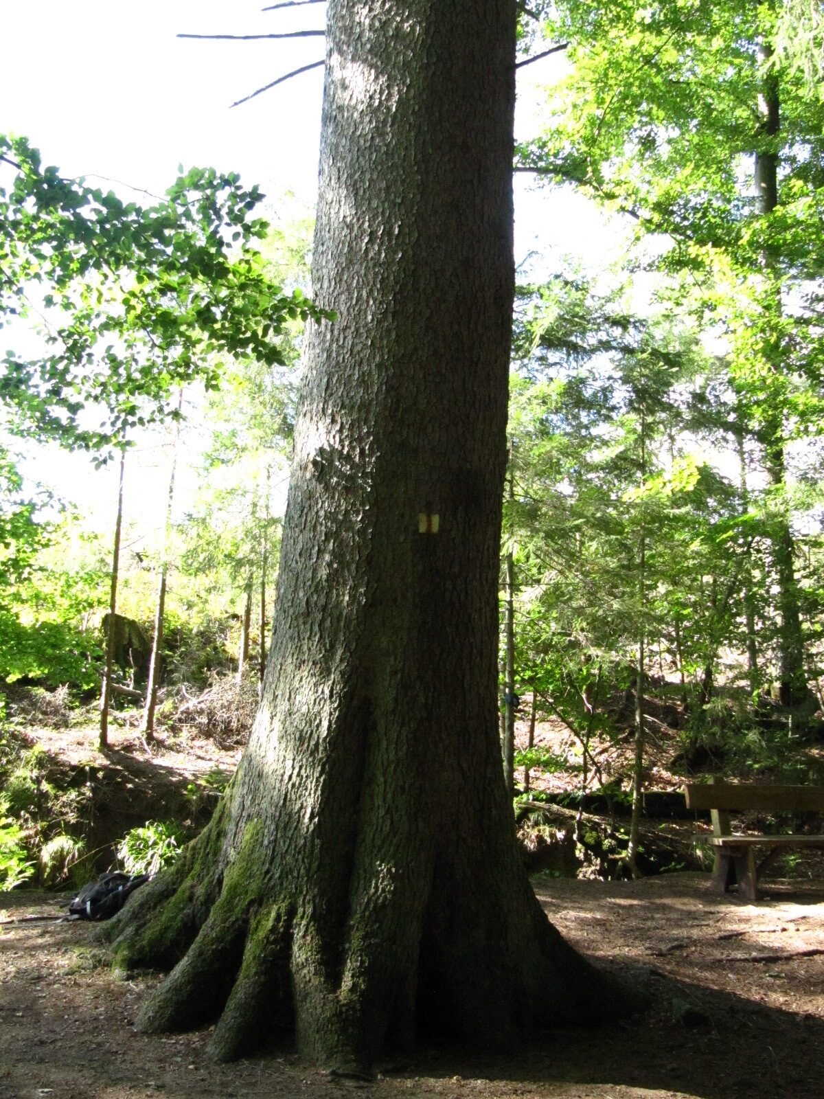 Picea abies - Elend - Sept. 2024