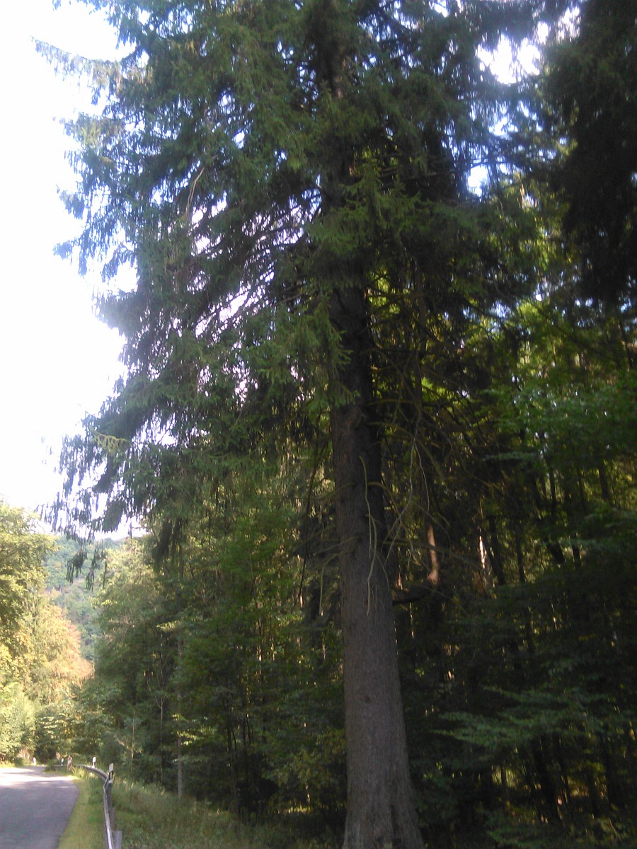 Picea abies - Luppbodetal - August 2016