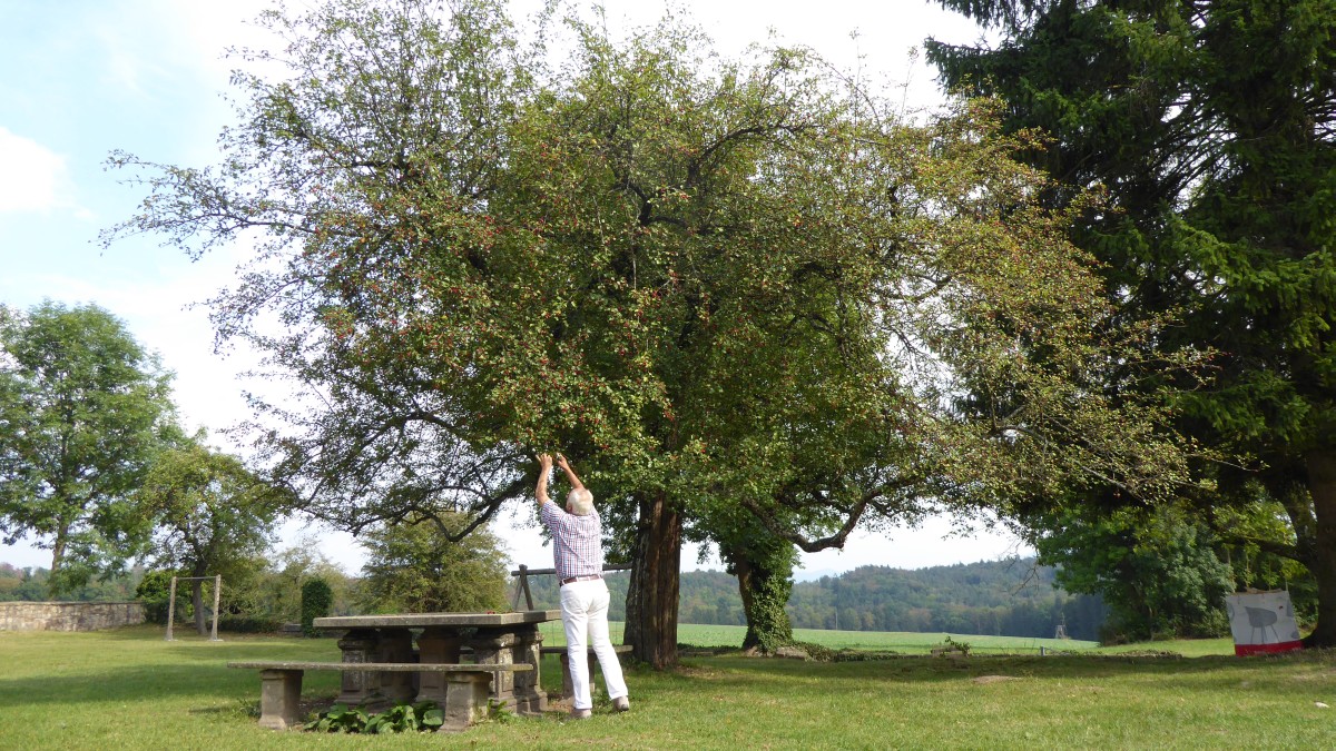 Crataegus × subsphaerica - Einsiedel bei Tübingen - 2016