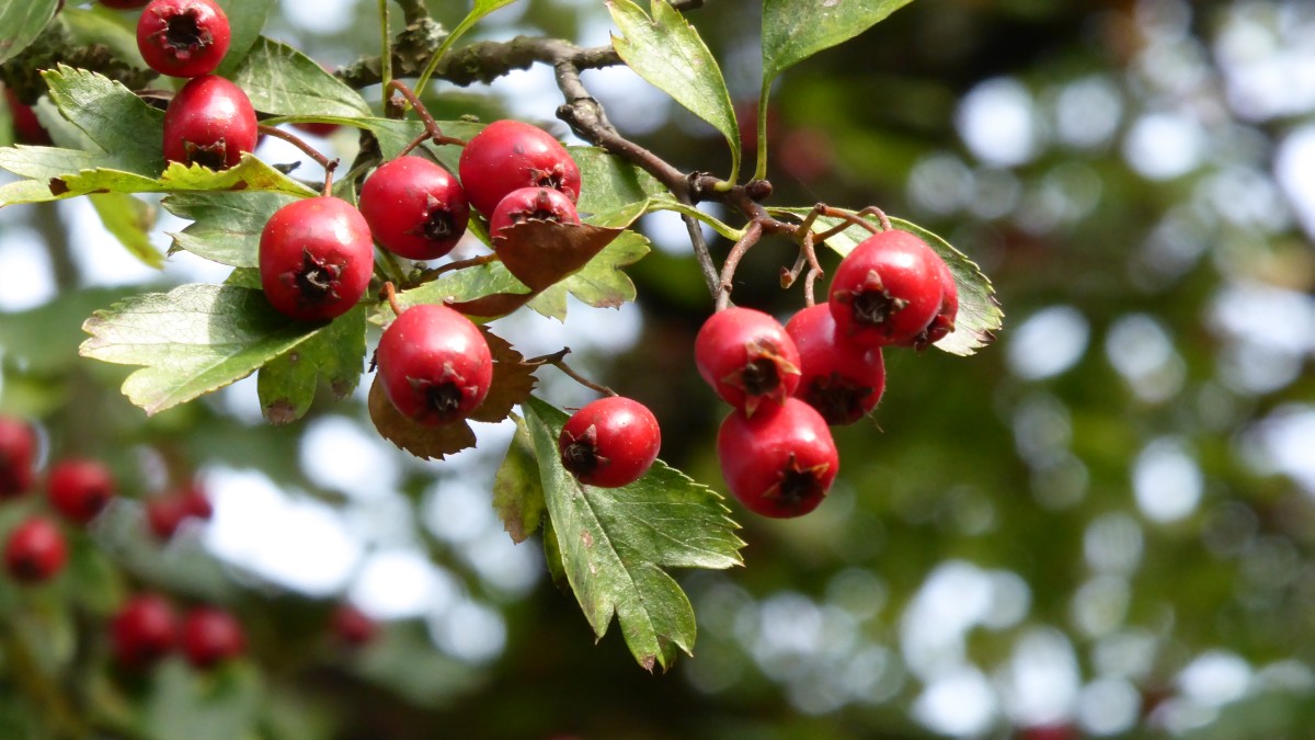 Crataegus × subsphaerica - Einsiedel bei Tübingen - 2016