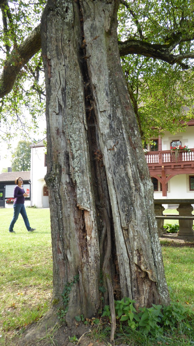 Crataegus × subsphaerica - Einsiedel bei Tübingen - 2016