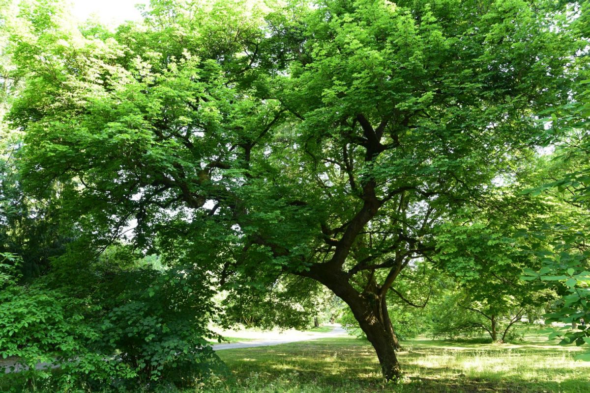 Acer platanoides 'Palmatifidum' - Kassel - Juni 2015