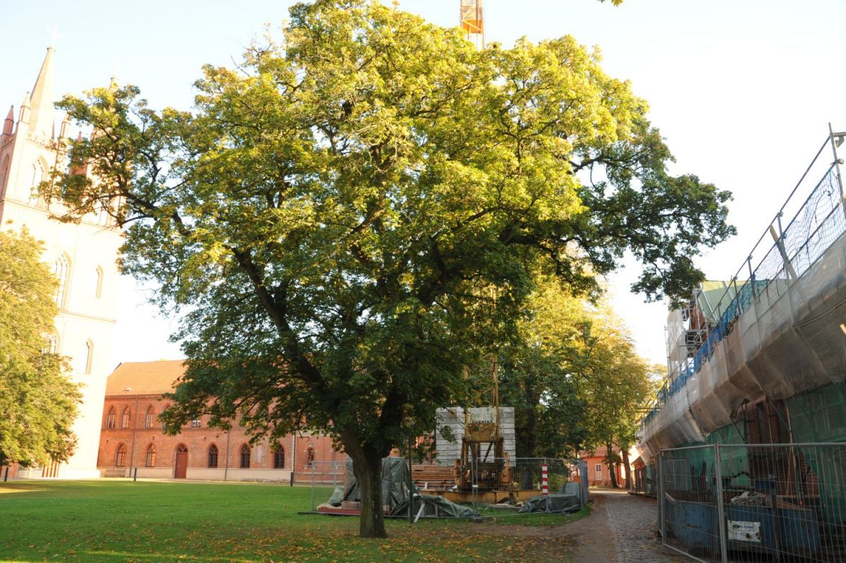 Acer platanoides 'Palmatifidum' - Dobbertin - Ojktober 2014