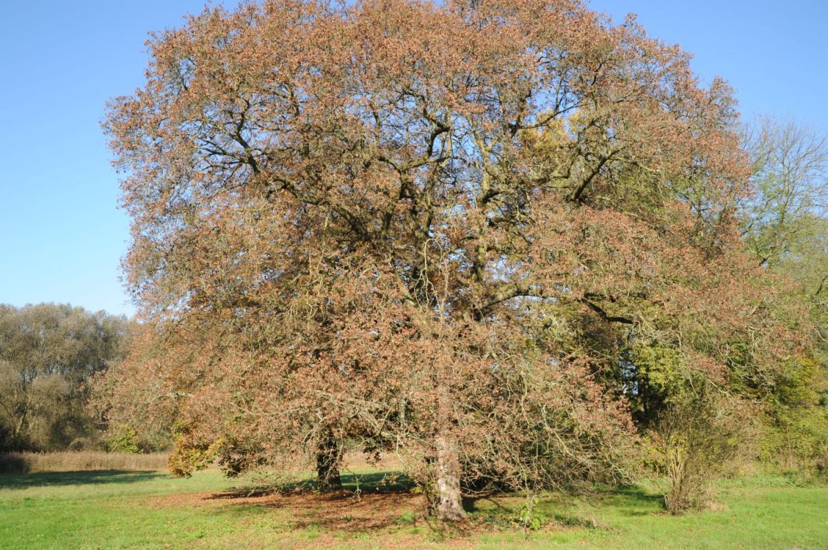 Acer platanoides 'Palmatifidum' - Lieskau - Ojktober 2014