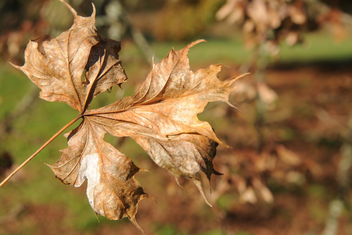 Acer platanoides 'Palmatifidum' - Lieskau - Ojktober 2014