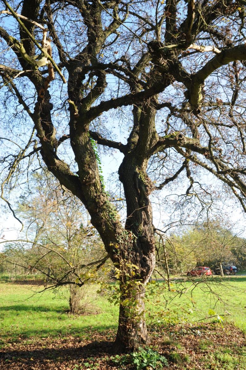 Acer platanoides 'Palmatifidum' - Lieskau - Ojktober 2014