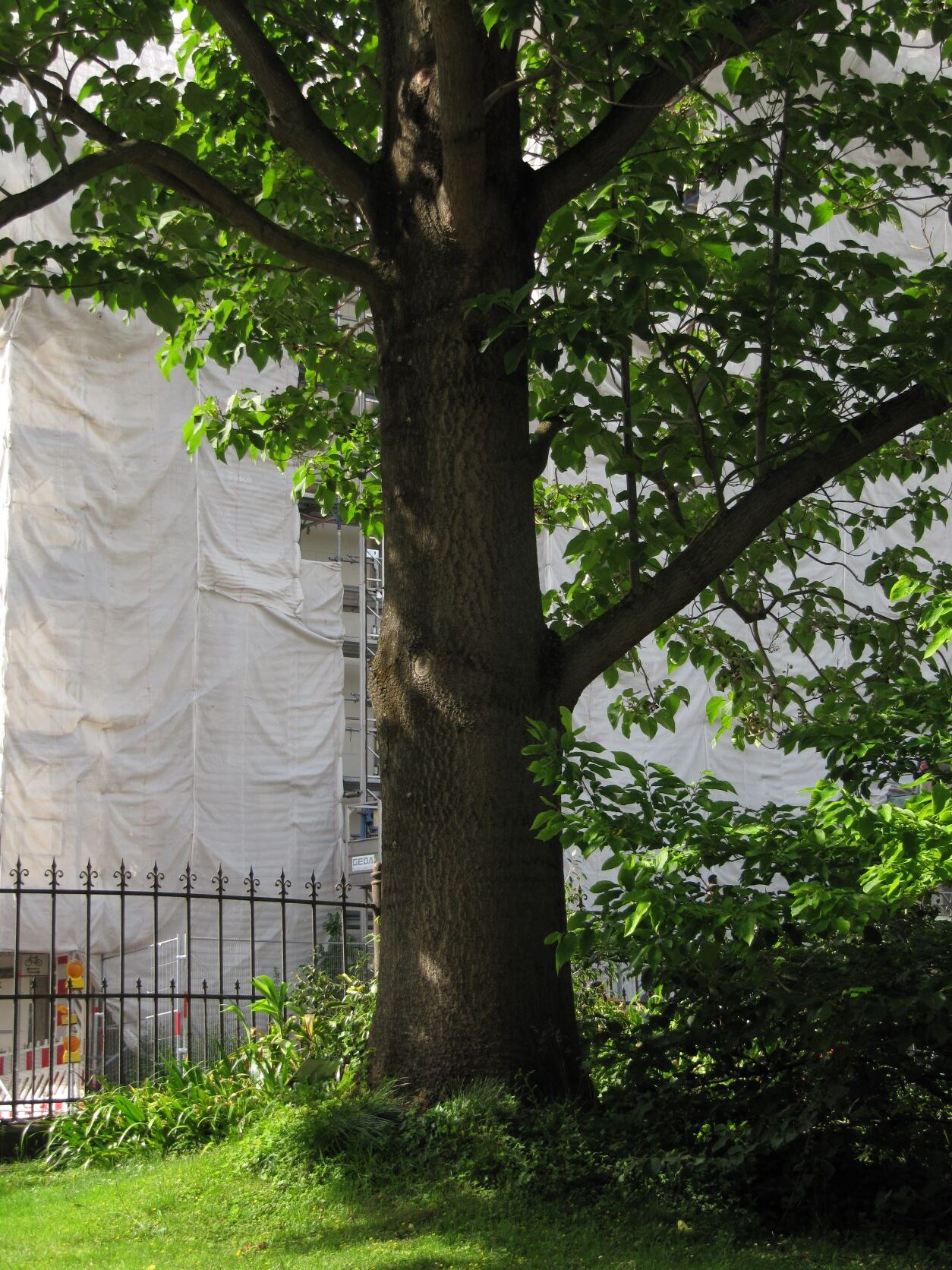 Paulownia fargesii - Bonn - Mai 2022