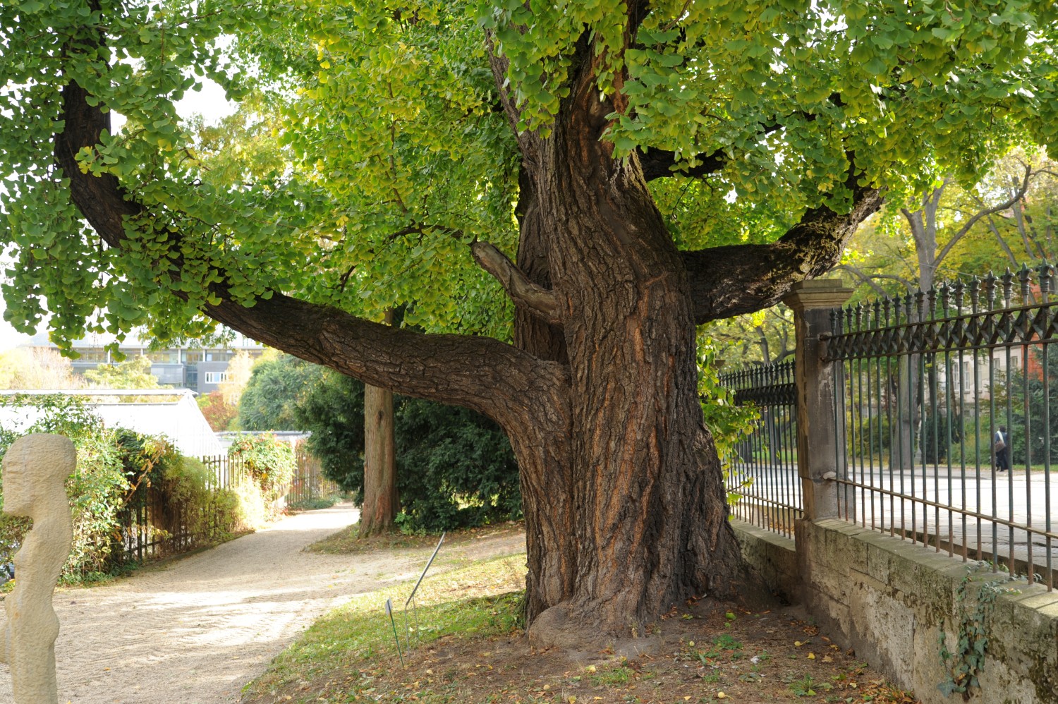 Ginkgo biloba - Botanischer Garten Jena - 2012