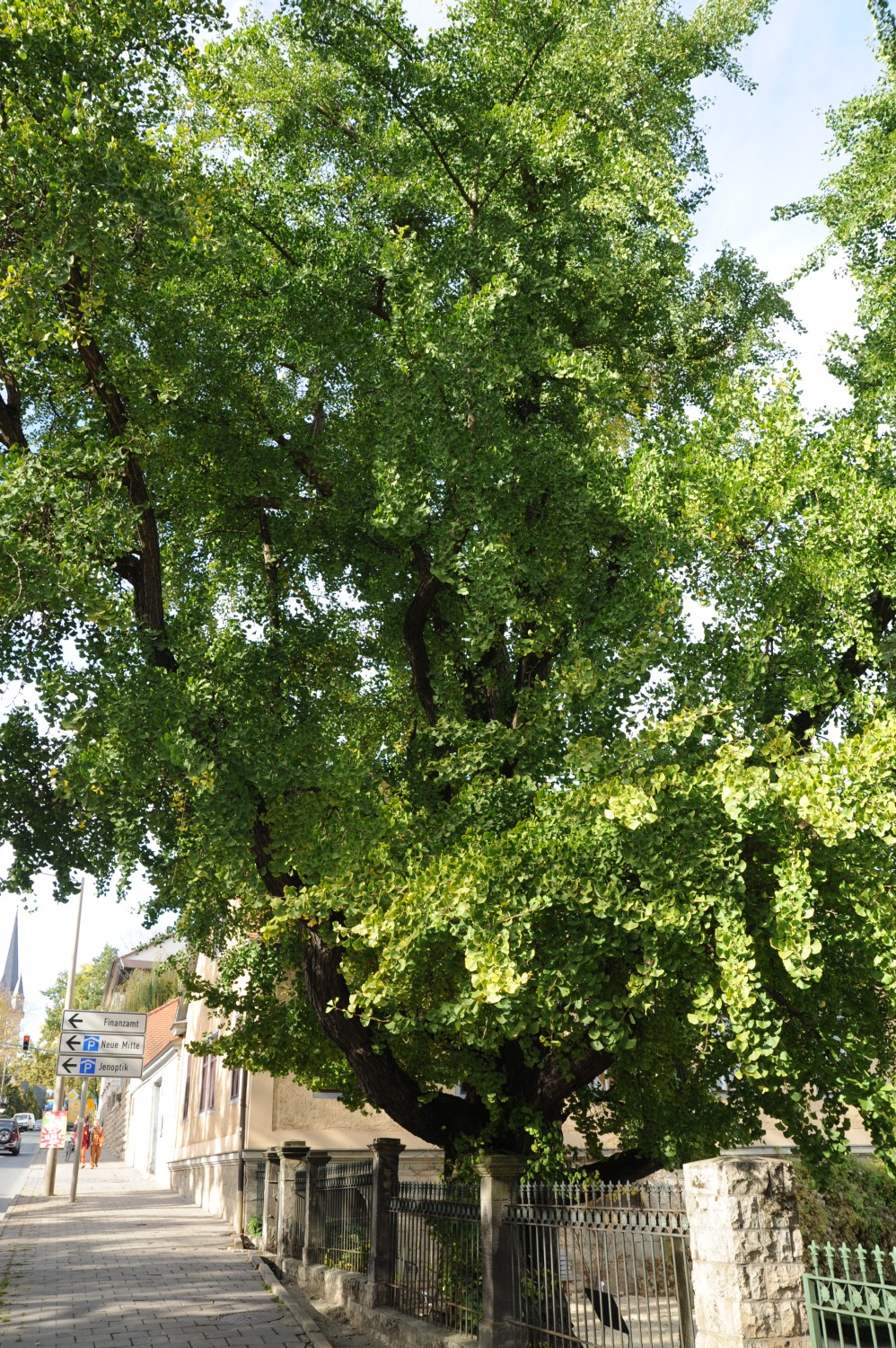 Ginkgo biloba - Botanischer Garten Jena - 2012